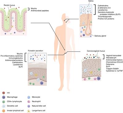 The initial interplay between HIV and mucosal innate immunity